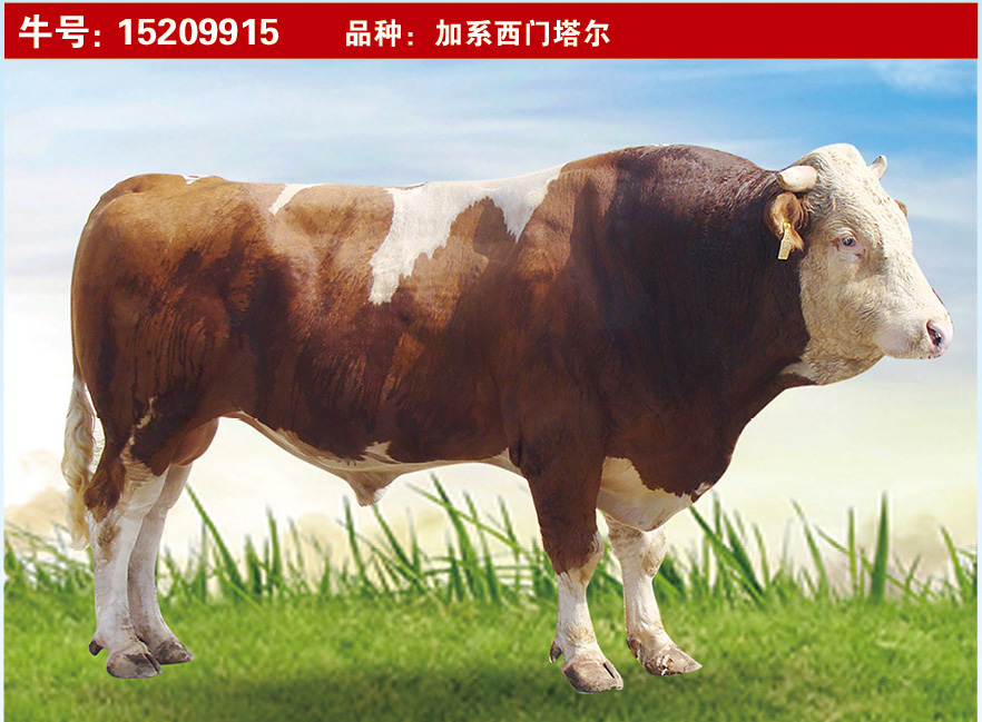 特級(jí)種公牛15209915