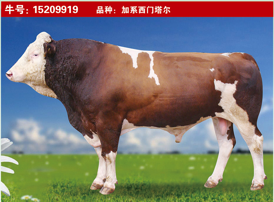 特級(jí)種公牛15209919