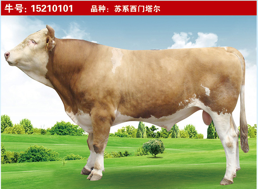 特級(jí)種公牛15210101