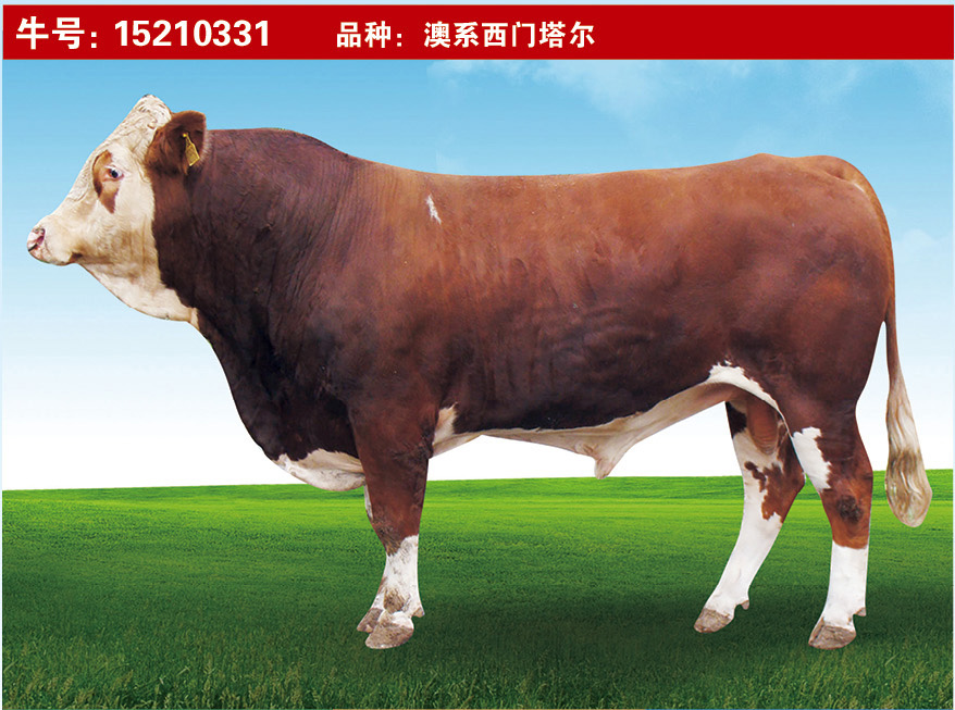 特級種公牛15210331