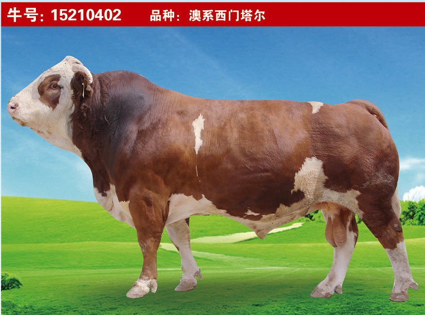 特級種公牛15210602
