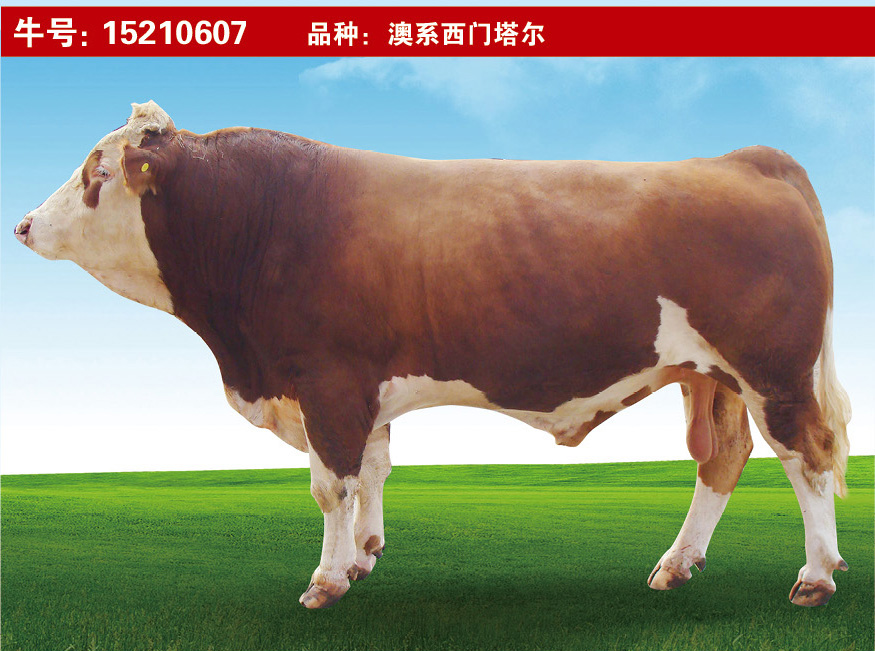 特級種公牛15210607