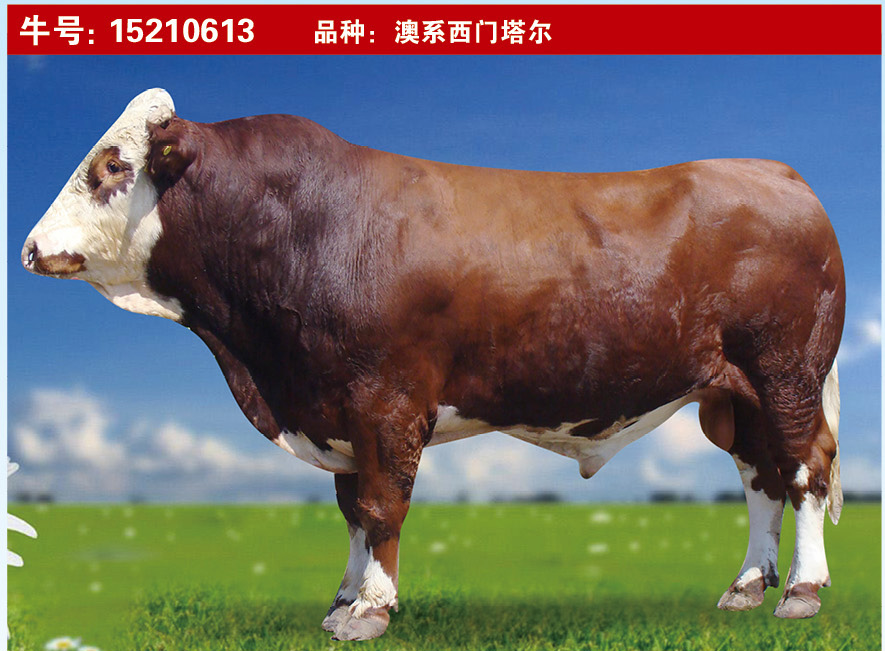 特級種公牛15210613