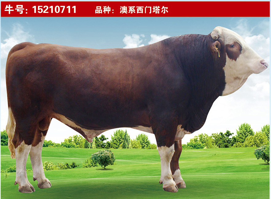 特級(jí)種公牛15210711