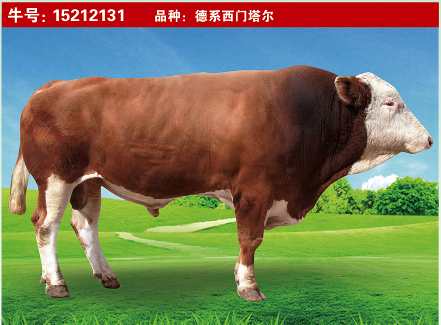 特級(jí)種公牛15212131