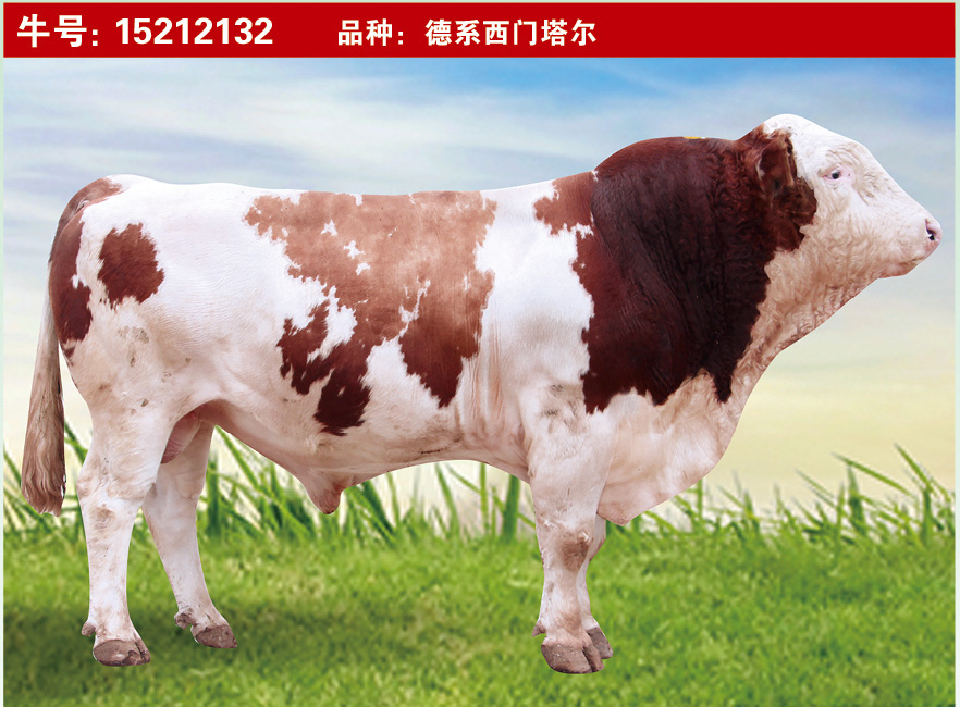 特級(jí)種公牛15212132