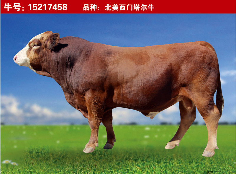 北美西門塔爾牛15217458