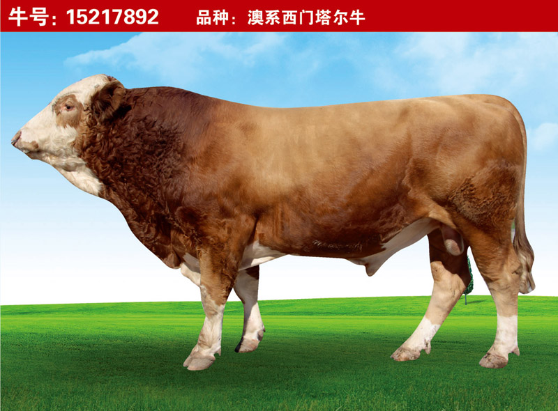 澳系西門(mén)塔爾牛15217892