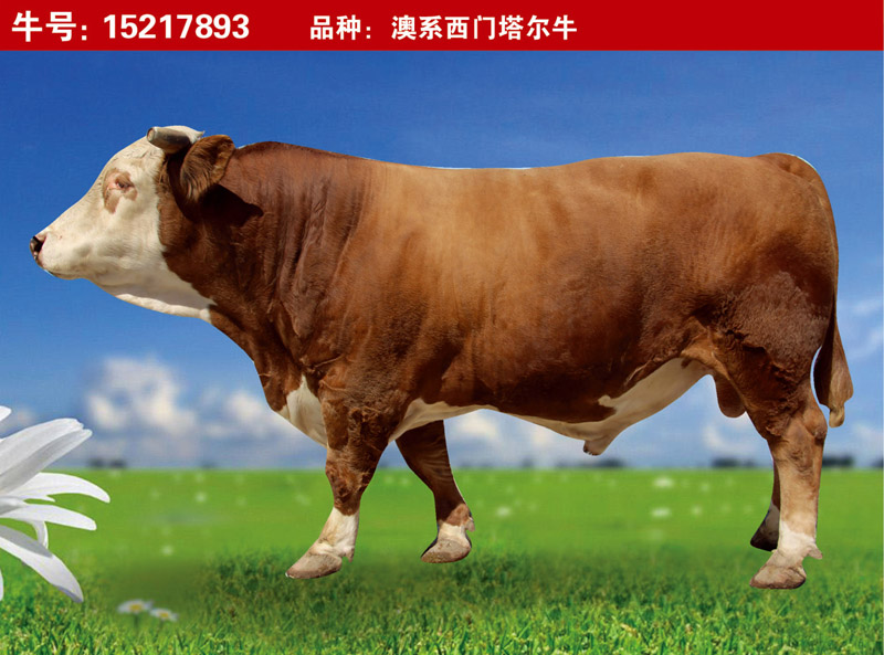 澳系西門塔爾牛15217893