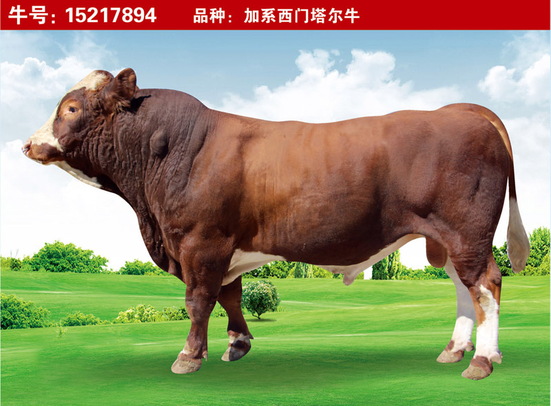 加系西門塔爾牛15217894