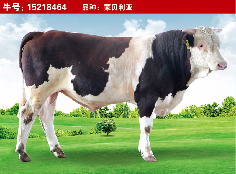 蒙貝利亞15218464