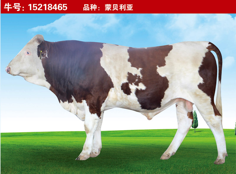蒙貝利亞15218465