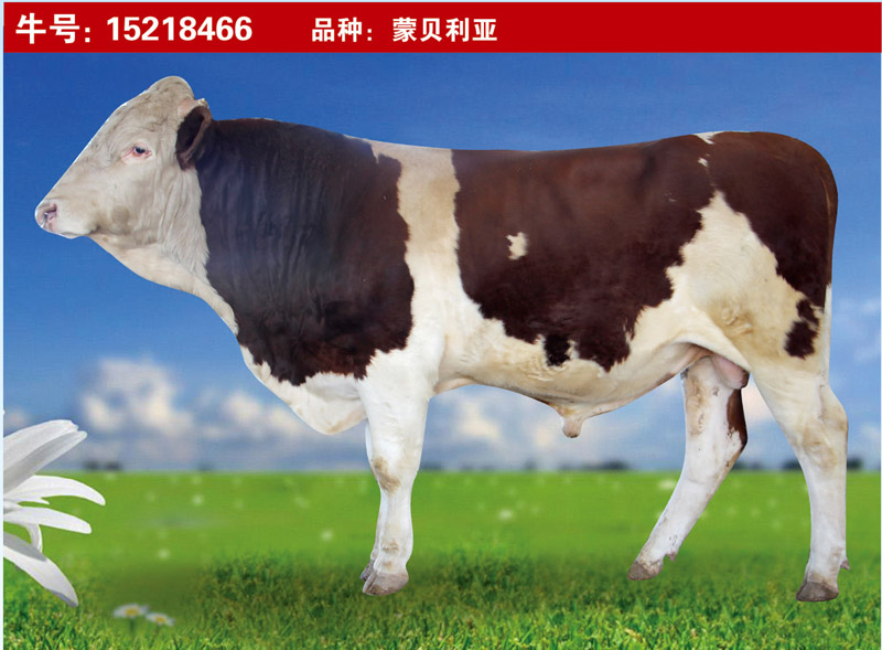 蒙貝利亞15218466